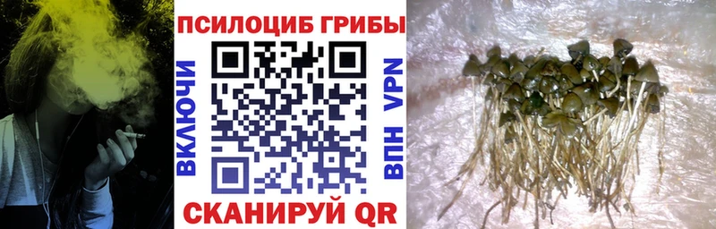 Галлюциногенные грибы Psilocybine cubensis Томмот